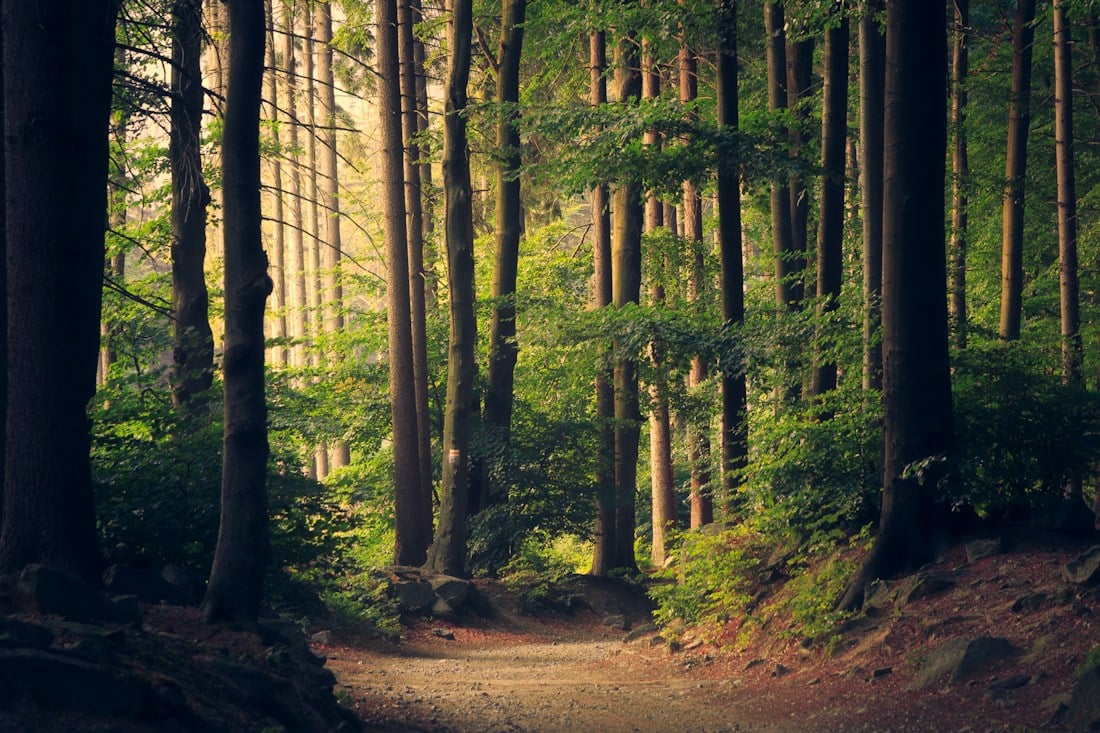 Sunlight filtering through a green forest.